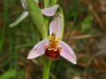 Ophrys apifera